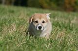 CORGI PEMBROKE 1068